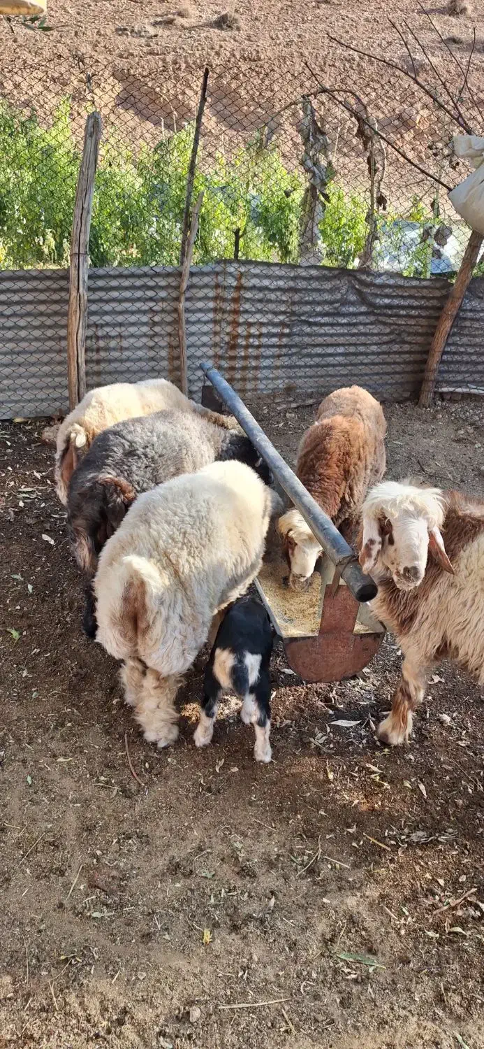 فروش کهره و بره|حیوانات مزرعه|شیراز, شهرک والفجر|دیوار