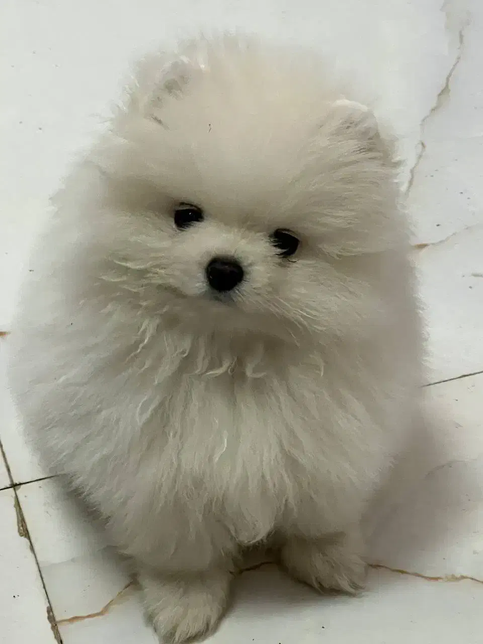 سگ پامر خرسی بوفیس|سگ|اصفهان, پوریای ولی|دیوار