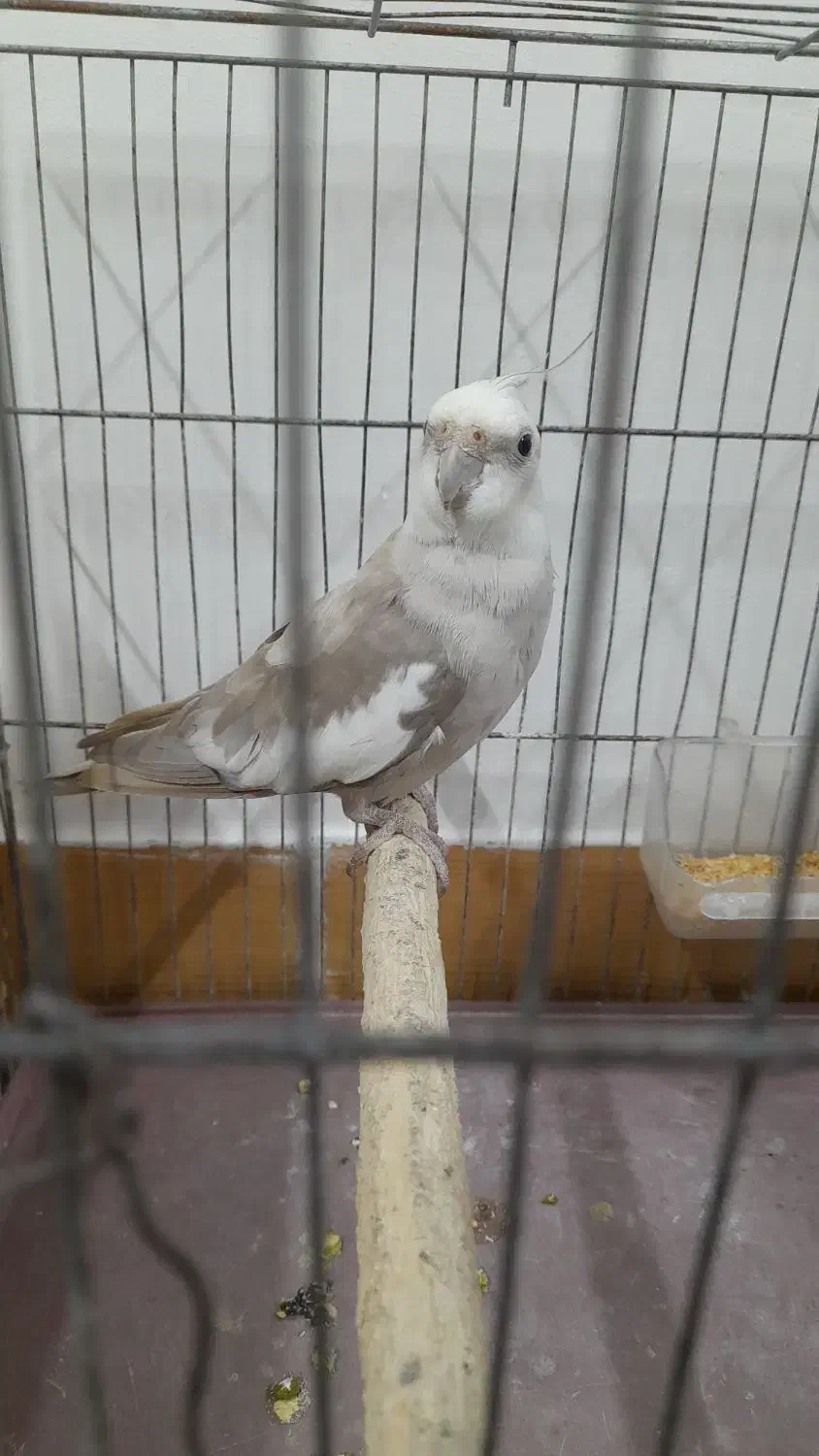 طوطی عروس جفت|پرنده|رشت, نظری|دیوار