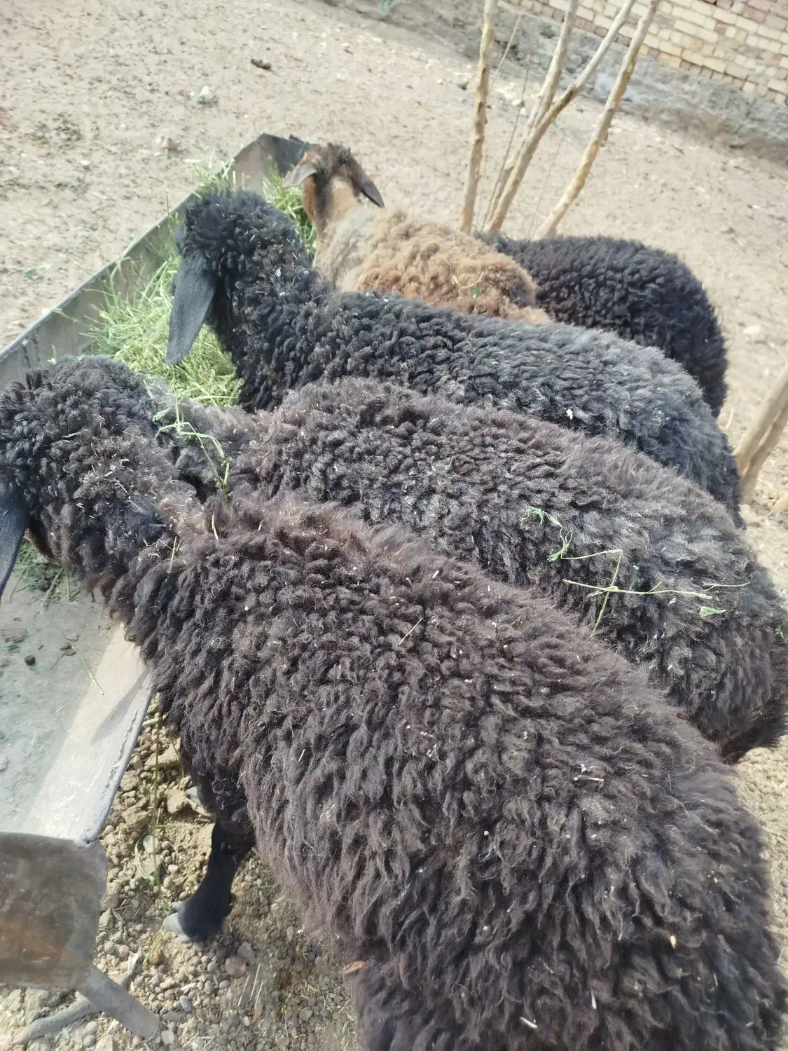 پنج عدد بره علف خور شیر مست|حیوانات مزرعه|قم, قلعه صدری|دیوار