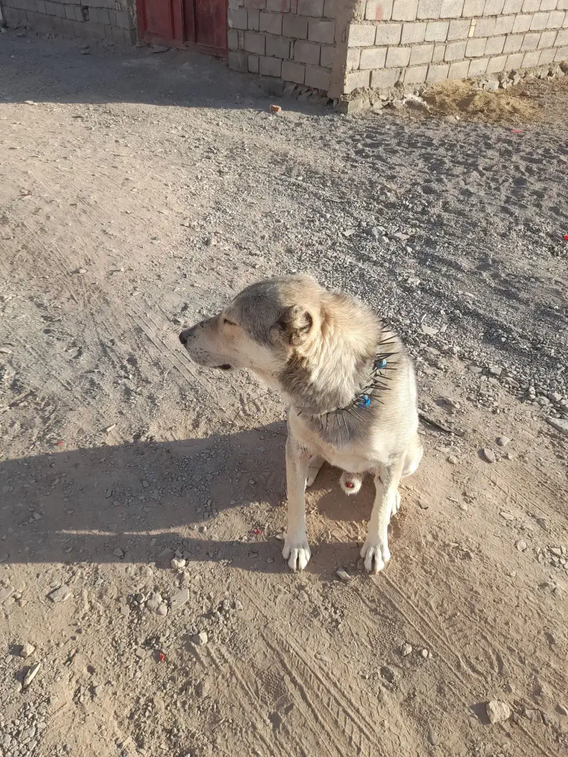 سلام دوستان سگ به شرط گله|سگ|بیرجند, |دیوار