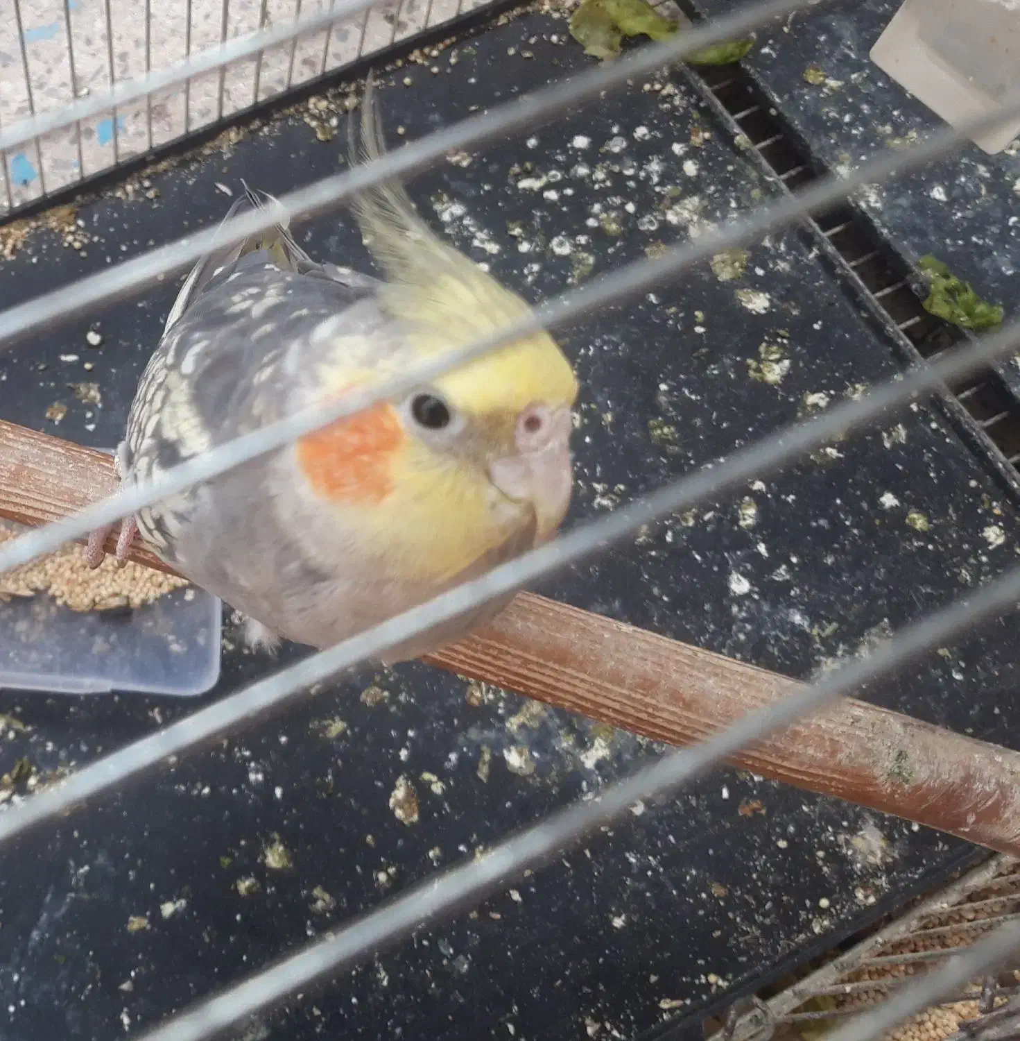 طوطی عروس هلندی|پرنده|آمل, |دیوار