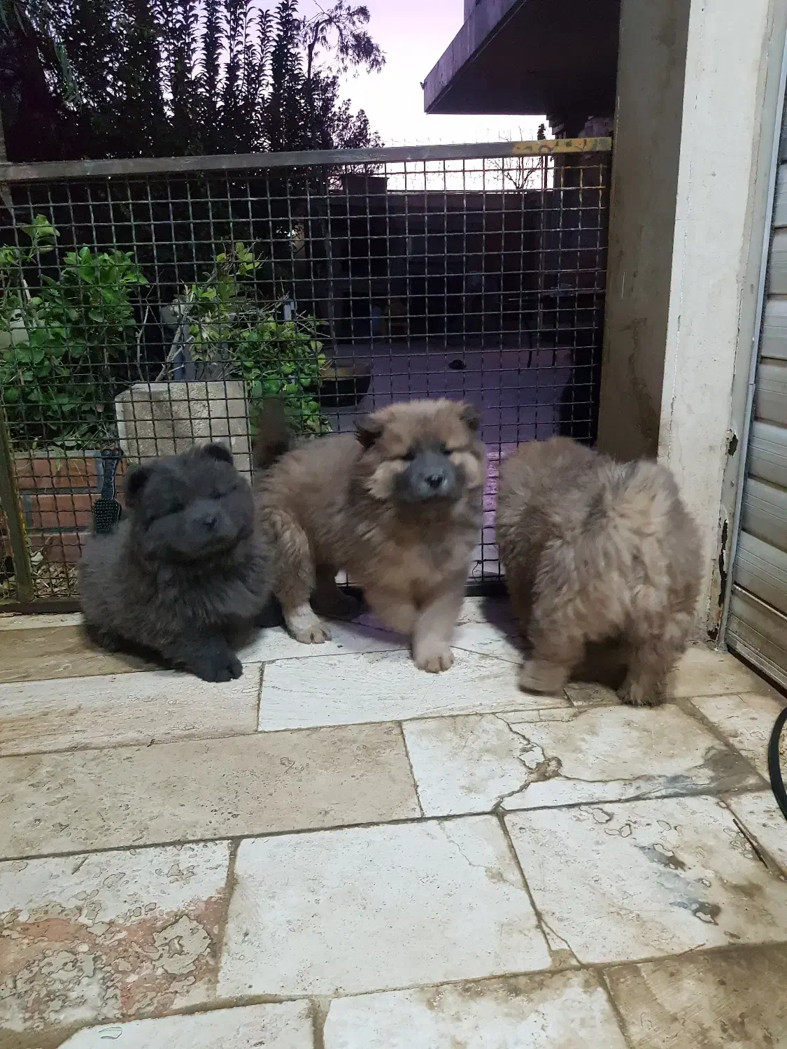 سگ نژاد چائو چائو|سگ|ماهدشت, |دیوار