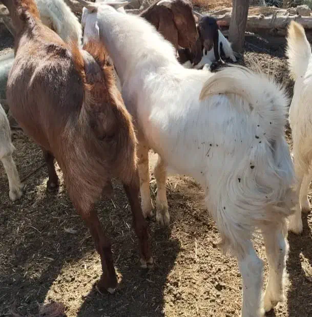 فروش یک بزغاله دوقلو زا ب همراه دوتا کره ویک نر|حیوانات مزرعه|ارزوئیه, |دیوار