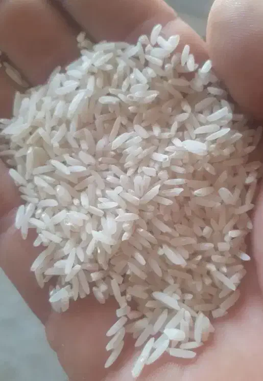 برنج هاشمی اصل کوجنق|خوردنی و آشامیدنی|مشگین شهر, |دیوار