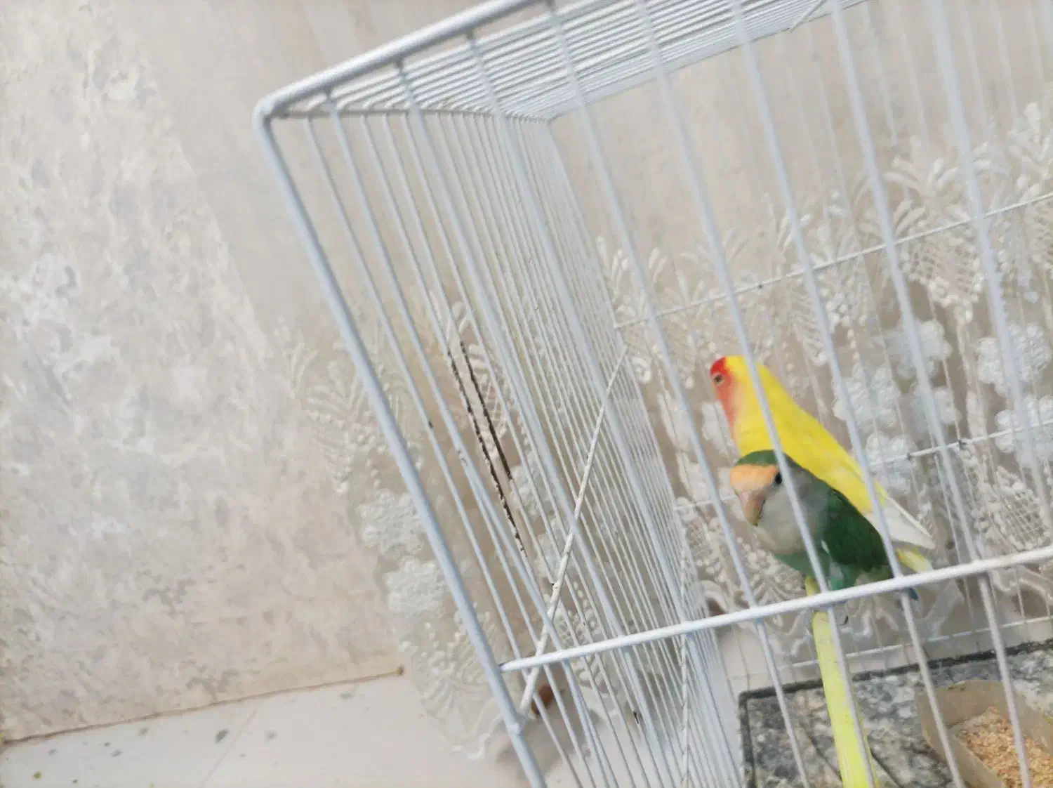 یک جفت کوتوله|پرنده|مشهد, ابوذر|دیوار