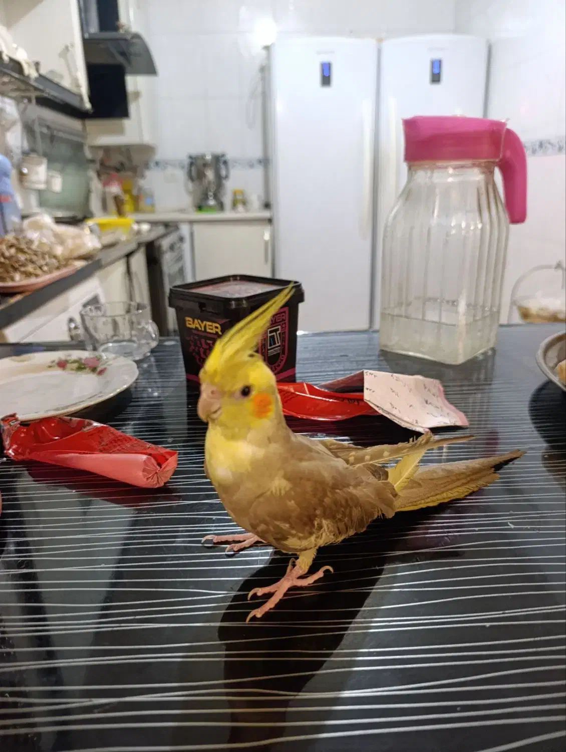 عروس هلندی|پرنده|کاشان, فاز ۲ ناجی آباد|دیوار