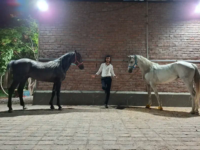 پانسیون و خدمات نگهداری اسب|اسب و تجهیزات اسبسواری|رفسنجان, |دیوار