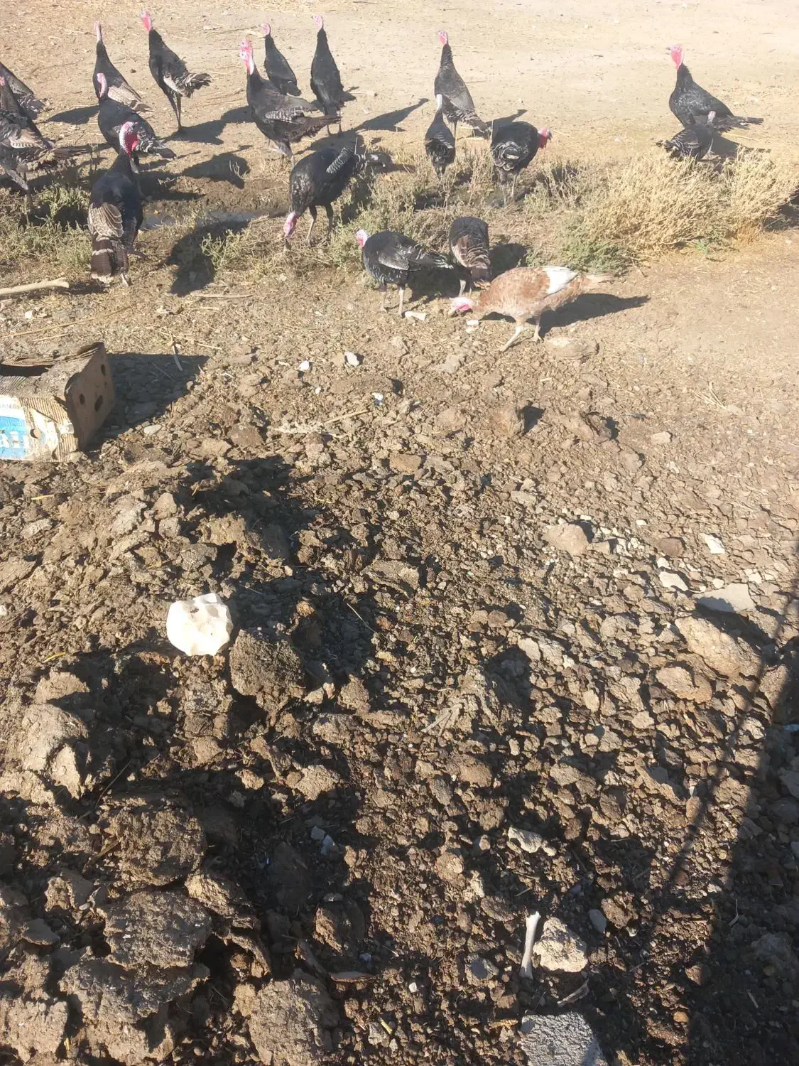 طیور،بوقلمون،صددرصدمحلی ،بومی سن۷ماه وزن میانگین۶|حیوانات مزرعه|سنقر, |دیوار