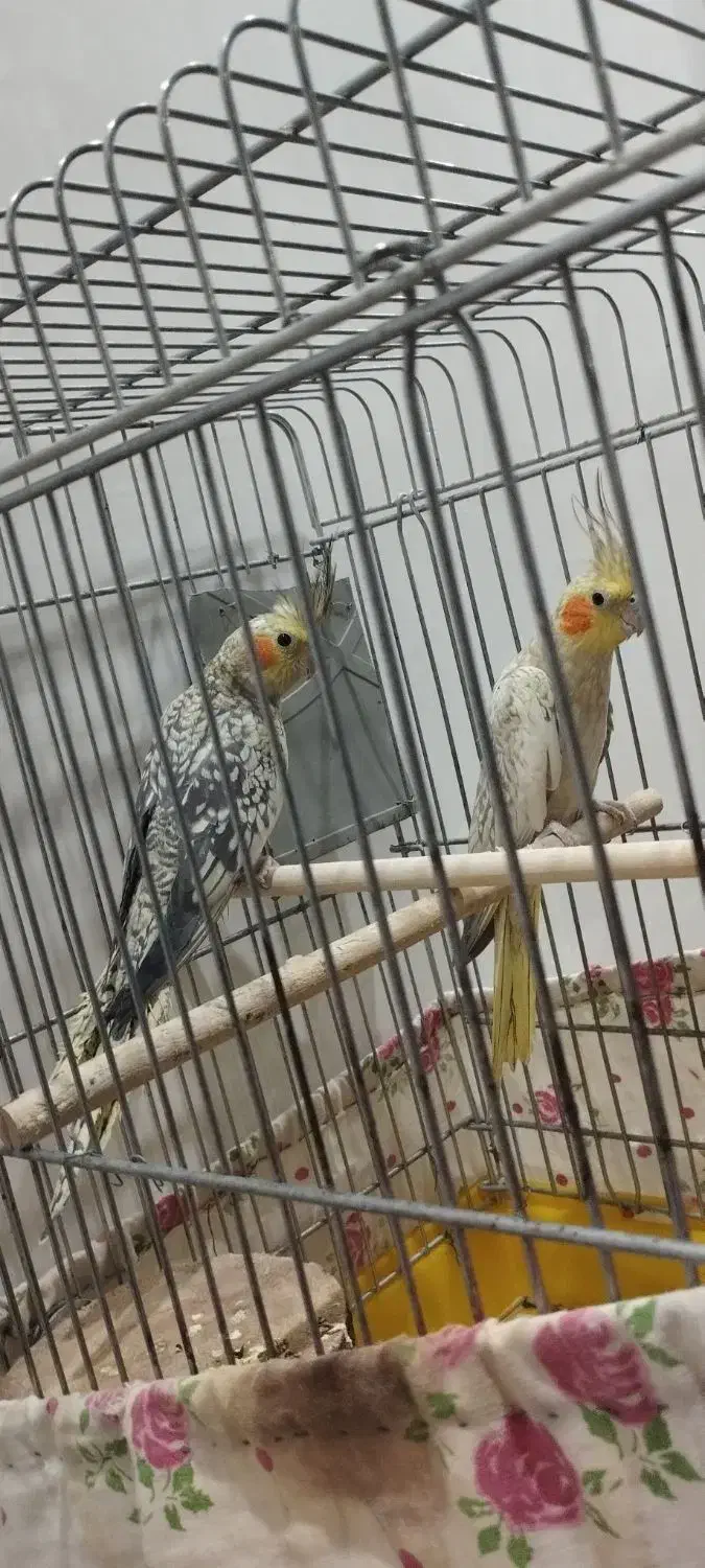 عروس هلندی کهریزک|پرنده|آفتاب, |دیوار