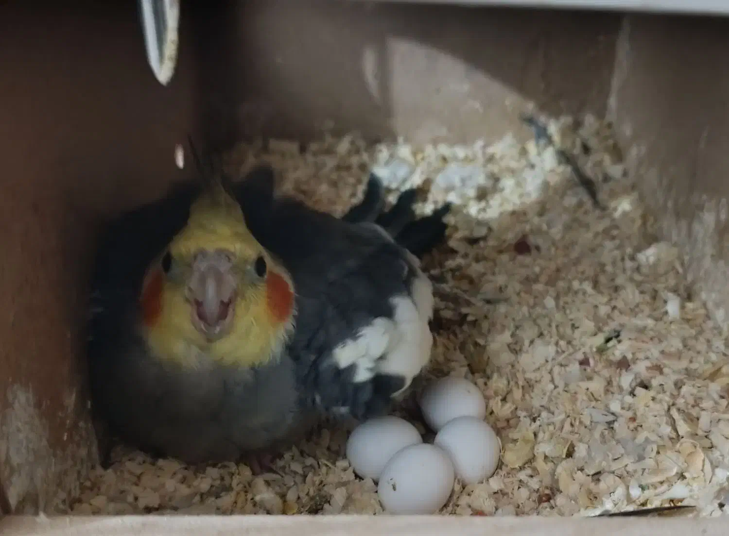 عروس پاریس یاهمون عروس هلندی|پرنده|کارون, |دیوار