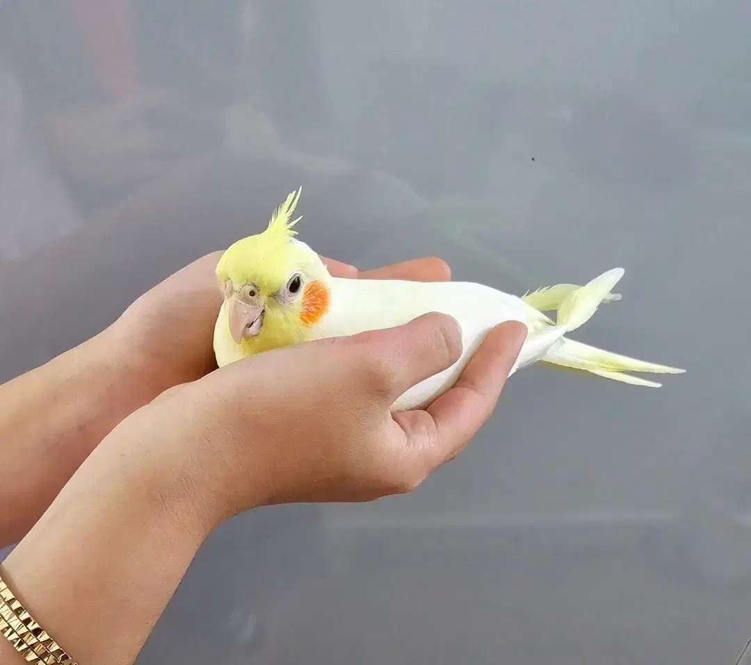 عروس هلندی گمشده|حیوانات|بندرعباس, |دیوار