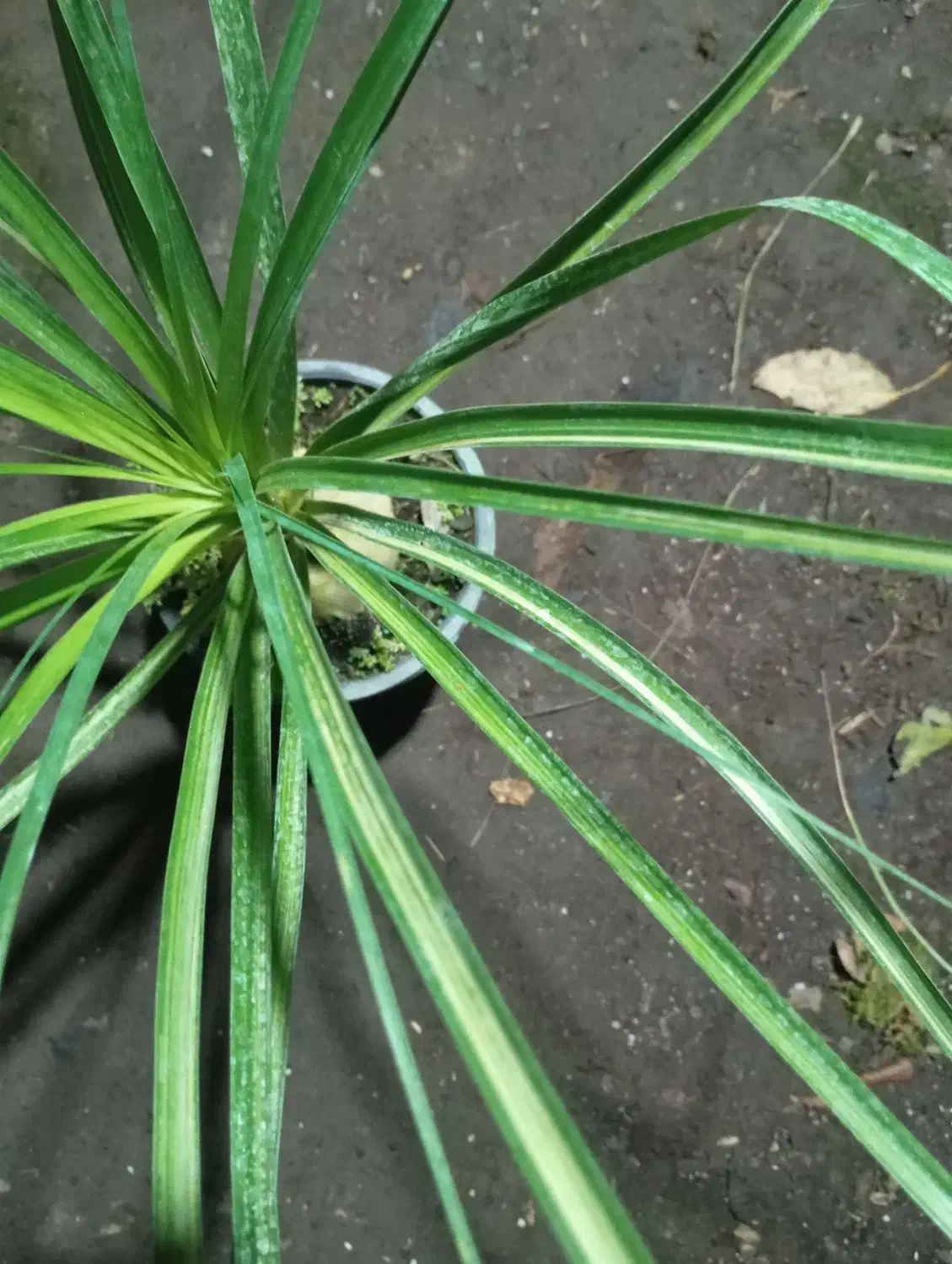 لیندا ابلق|گل و گیاه طبیعی|محمودآباد, |دیوار