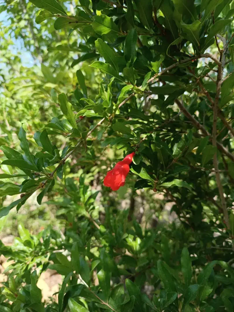 باغچه چهار دیواری فوری فروش در بهترین کوچه خدایار|فروش زمین و ملک کلنگی|ماهدشت, |دیوار