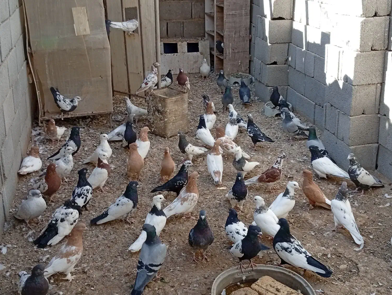 کبوتر|پرنده|یاسوج, |دیوار