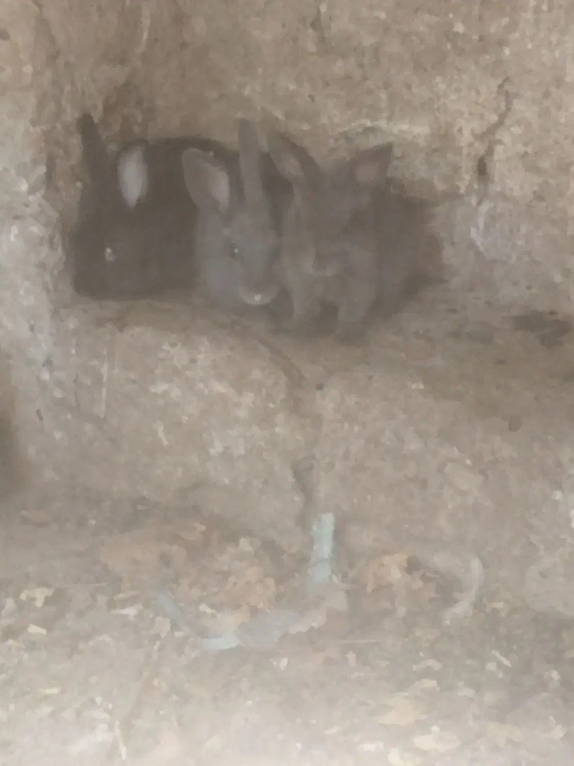 خرگوش|موش و خرگوش|ارومیه, |دیوار