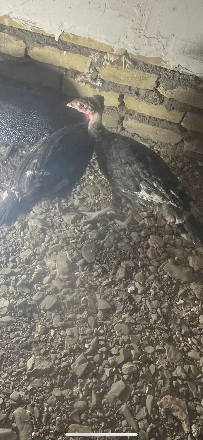 جوجه بوغلمون|حیوانات مزرعه|تربت‌حیدریه, دیزقند|دیوار