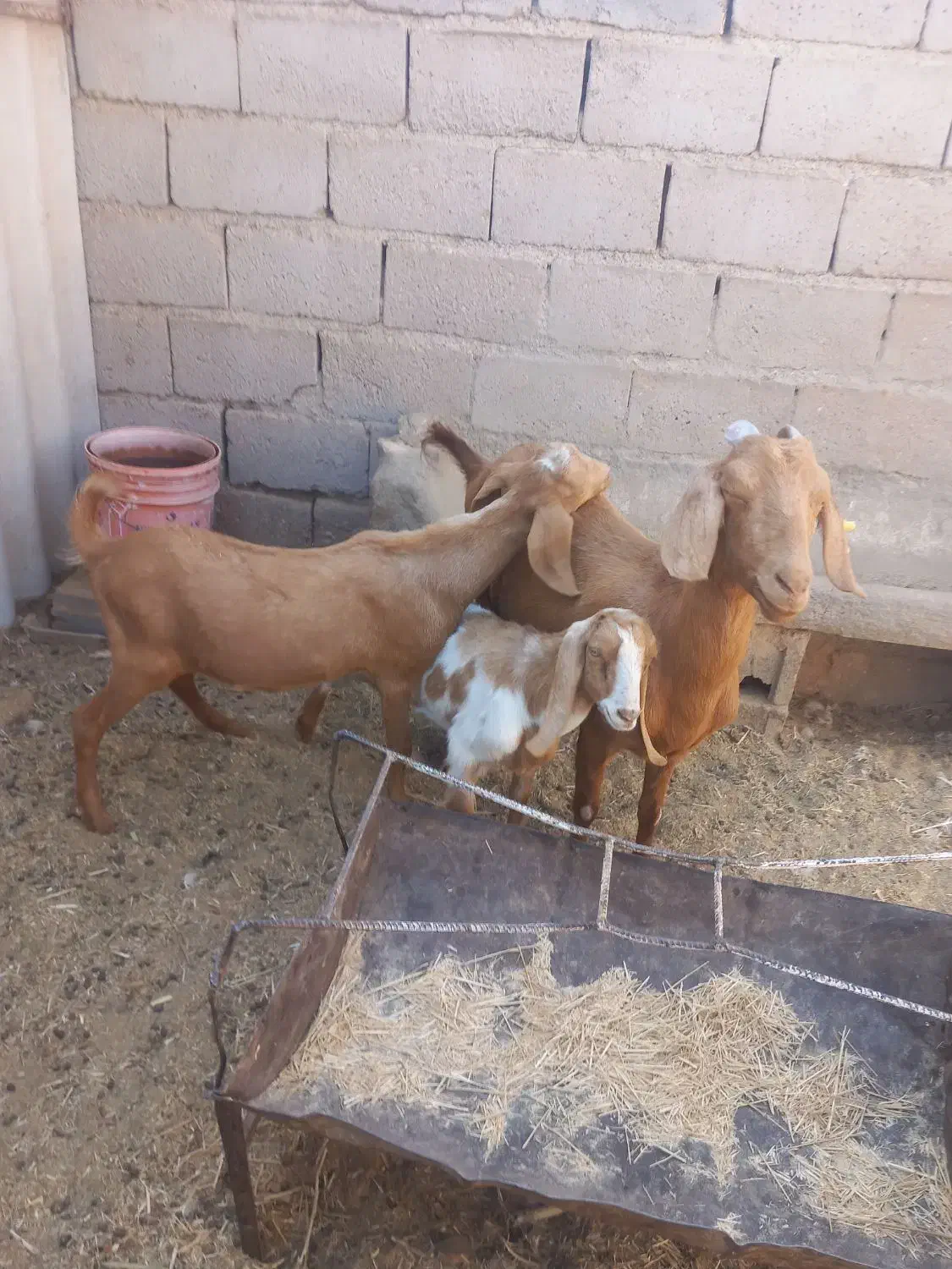 بز جوان دورگ سانن و ابستن|حیوانات مزرعه|طبس, |دیوار