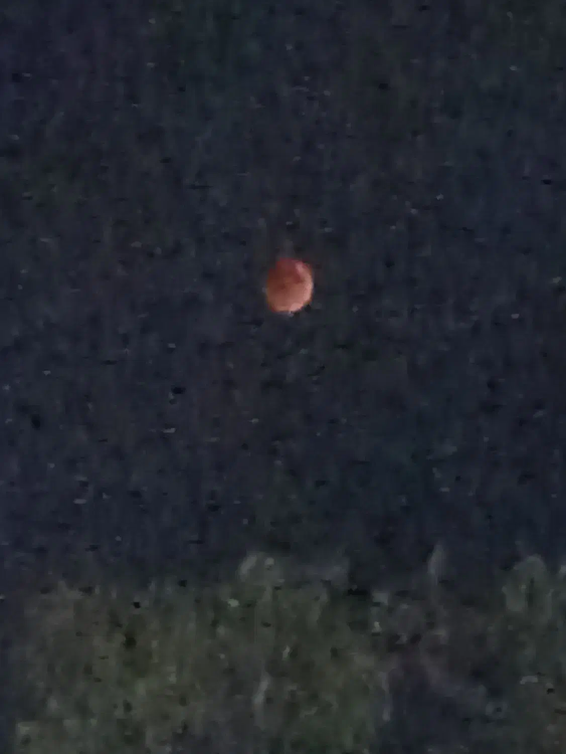 غاز محلی|حیوانات مزرعه|شاهین دژ, |دیوار