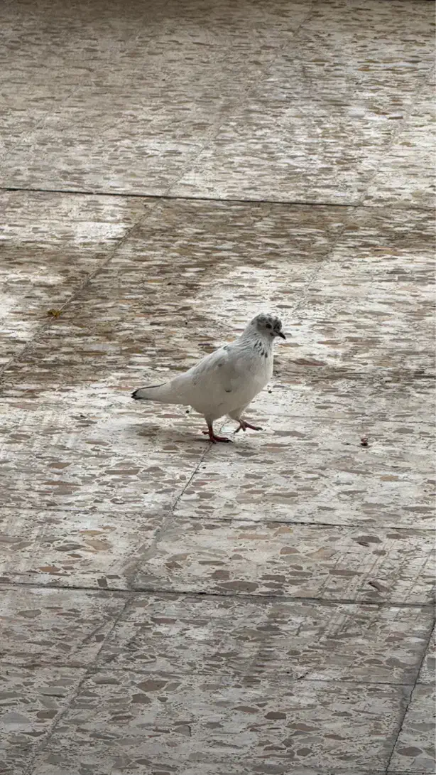 کبوتر پیدا شده|حیوانات|رشت, جهاد|دیوار