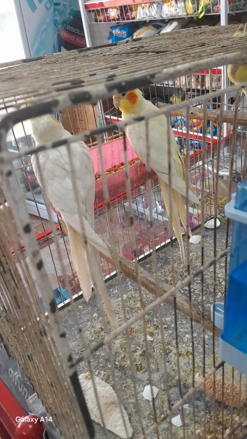 اهواز ج کوت عبدلله|پرنده|کارون, |دیوار