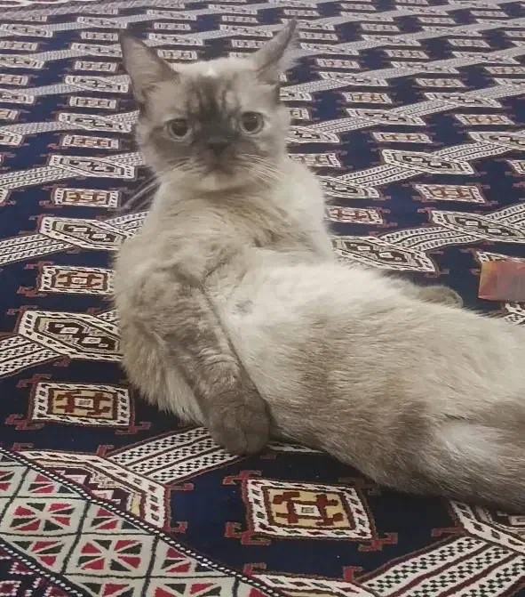 گربه پرشین اسکاتیش ارزون|گربه|گنبد کاووس, |دیوار