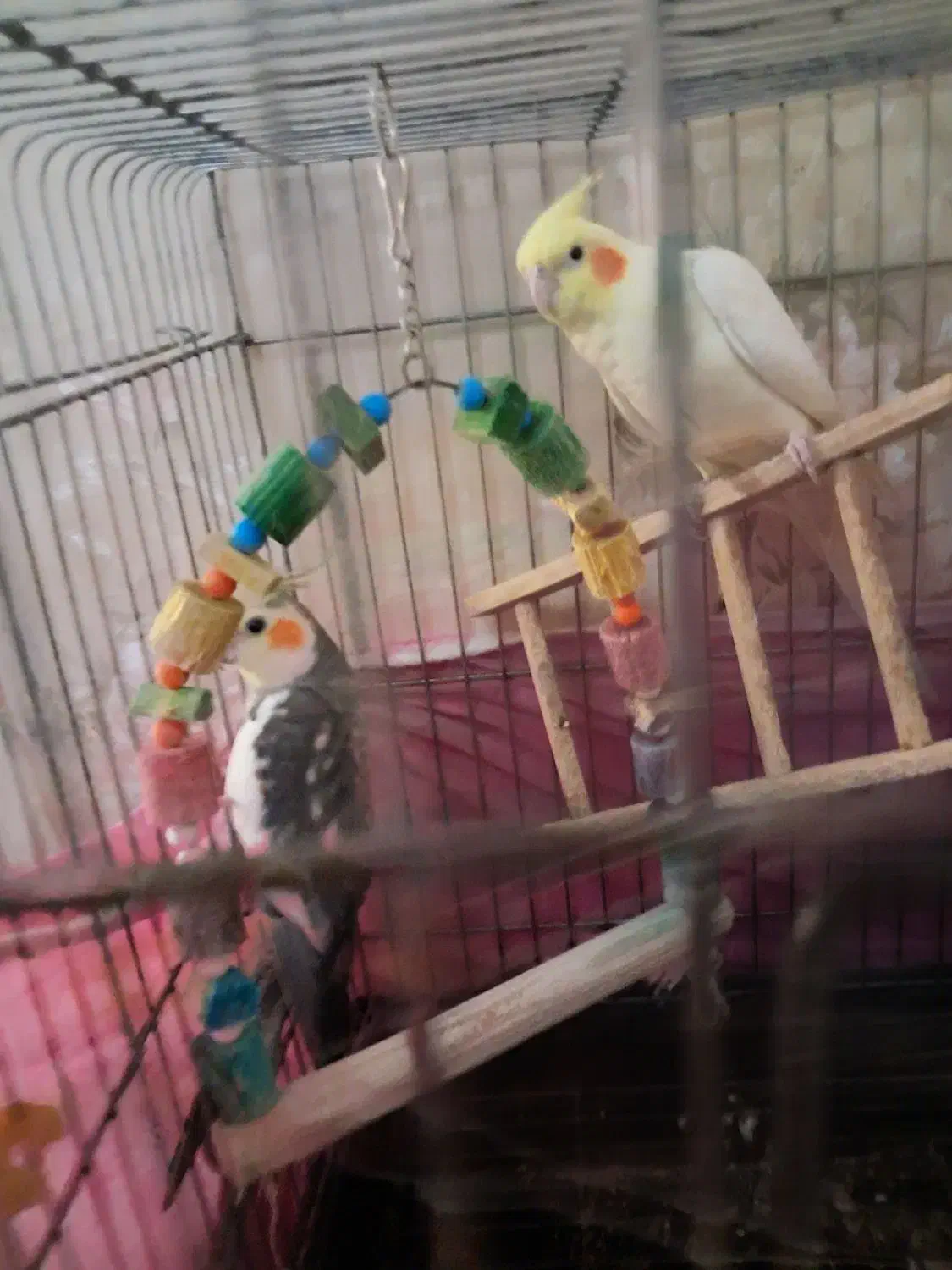 پرنده|پرنده|نسیم‌شهر, |دیوار