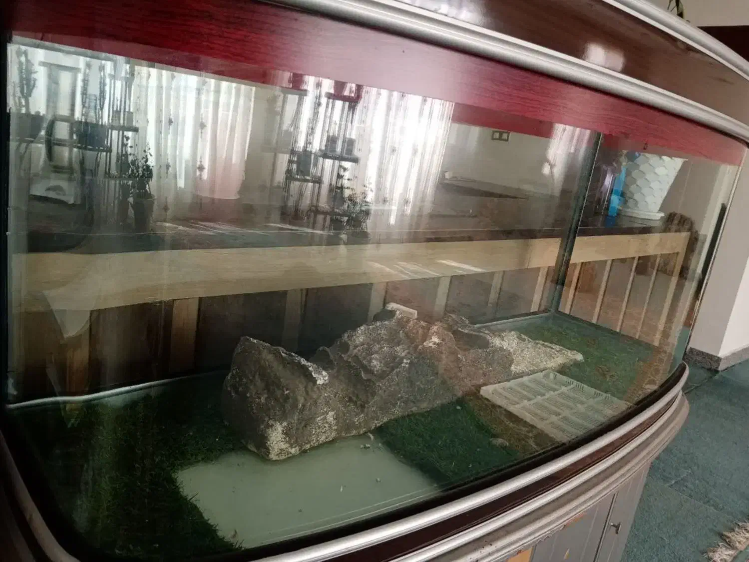 اکواریوم فروشی|ماهی|قوچان, |دیوار