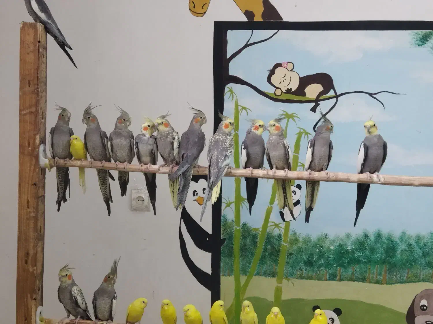 عروس هلندی زیبا|پرنده|مبارکه, |دیوار