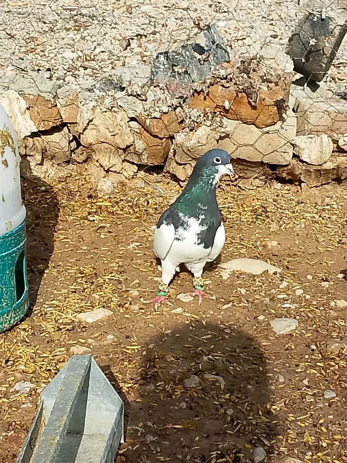 جفت شهری نرو. ماده نر هوای تنگ یک جفت پلاکی هوای|پرنده|جره و بالاده, |دیوار