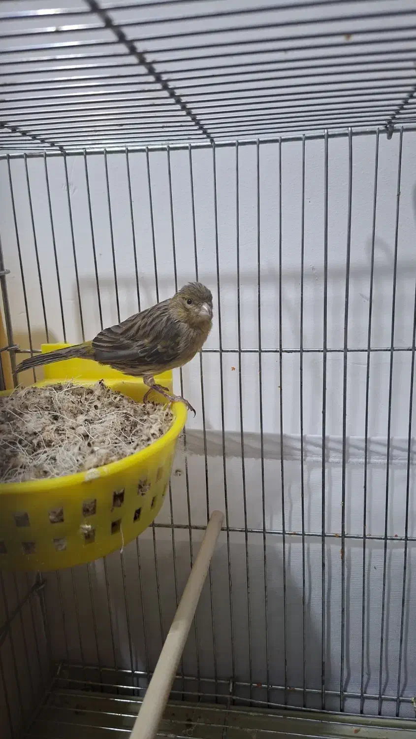 قناری سبز ماده جفتی|پرنده|خرمآباد, |دیوار