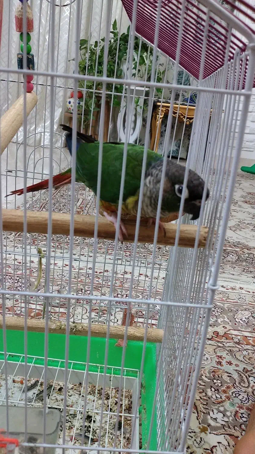 گیرینچیک ماده سخنگو|پرنده|لنگرود, |دیوار