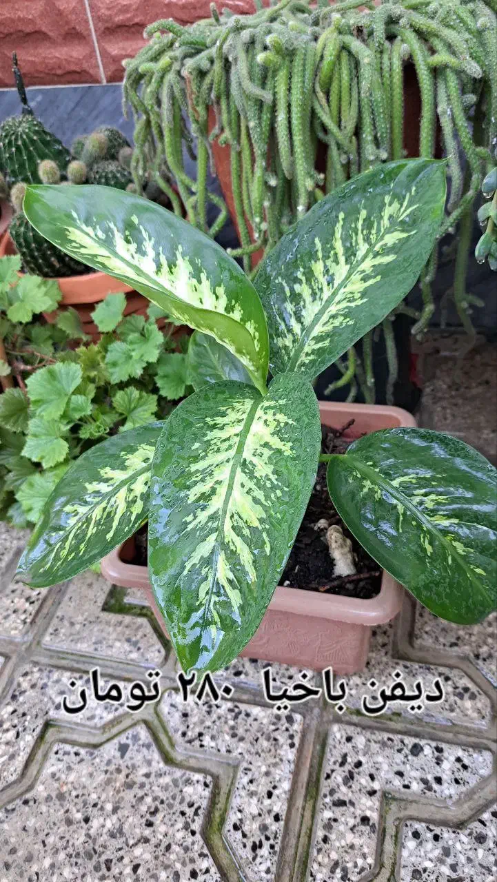 گل و گیاه زیبا|گل و گیاه طبیعی|بندر ترکمن, |دیوار