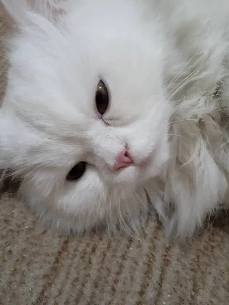 گربه پرشین ماده اماده جفتگیری|گربه|ارومیه, |دیوار