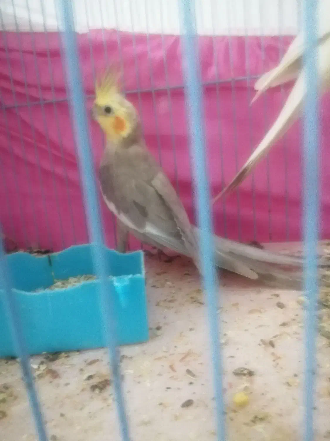 معاوضه پرنده|پرنده|مشهد, امیریه|دیوار