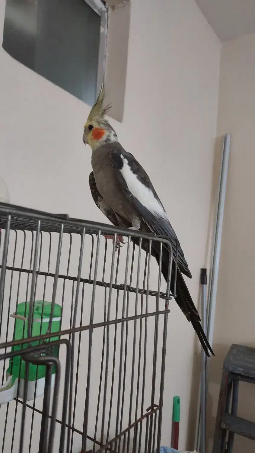 سه عدد عروس هلندی نر بالغ|پرنده|لنگرود, |دیوار