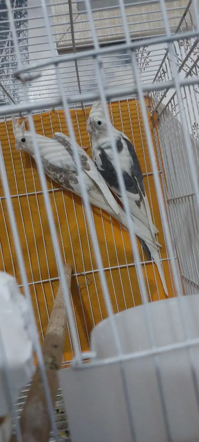 عروس هلندی آلبینو دوکت ۱۰۰٪ مولد ضمانتی|پرنده|تربت جام, کشتارگاه|دیوار