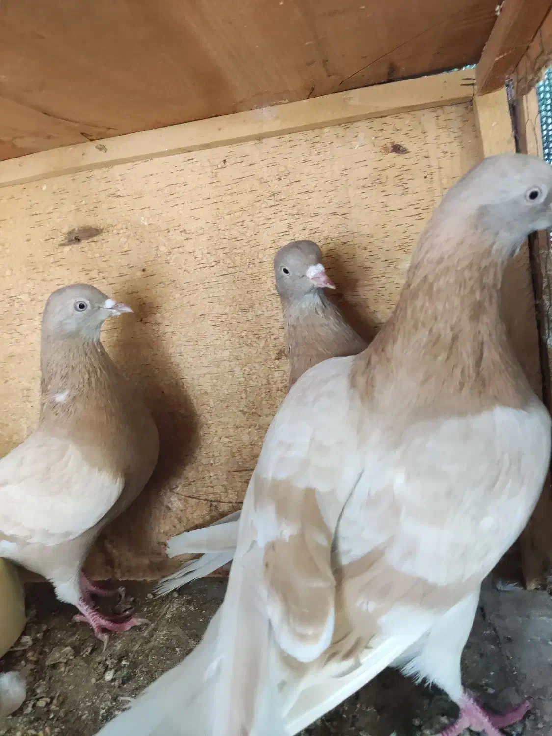 فروش یا معاوضه|پرنده|میناب, |دیوار