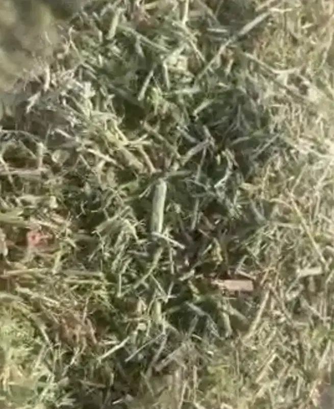 خارشتر و2تن علوفه باغی|لوازم جانبی حیوانات|نیشابور, مازول|دیوار