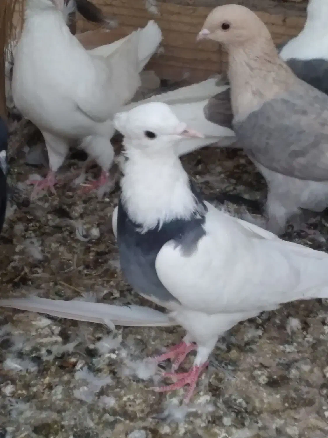 گمشده طوقی ماده کلایی|حیوانات|رفسنجان, |دیوار