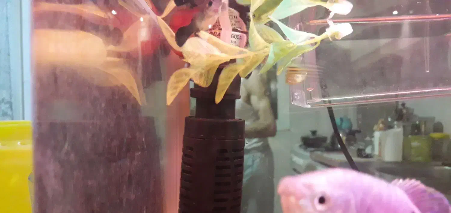 اکواریوم|ماهی|تهران, وحیدیه|دیوار