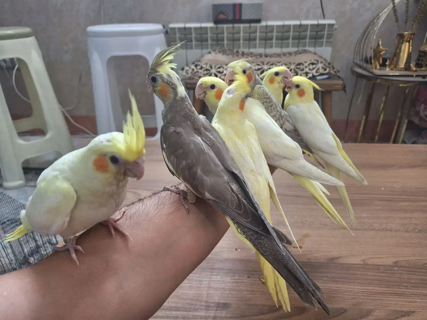 عروس هلندی|پرنده|قم, نیروگاه|دیوار