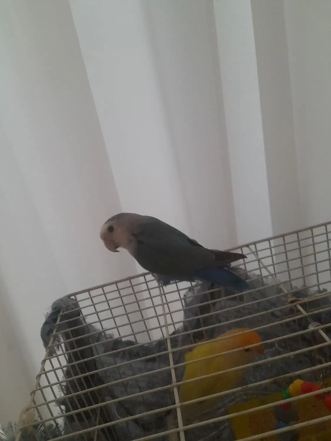 فروش عروس هلندی با کوتوله برزیلی و فنچ با وسایل|پرنده|تربت‌حیدریه, یحیی آباد|دیوار