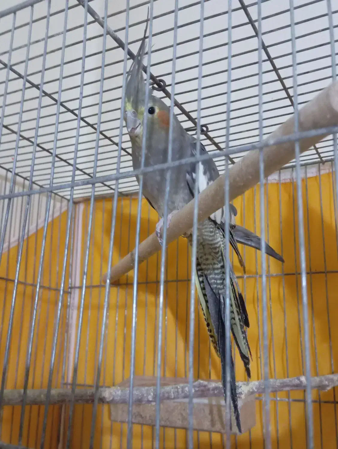 کوتوله ماده وعروس|پرنده|سبزوار, قصبه شرقی|دیوار