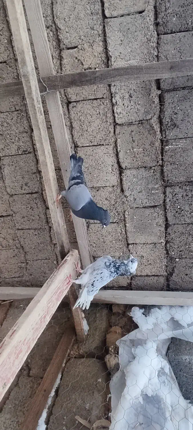 کبوتر پرشی|پرنده|پیرانشهر, |دیوار