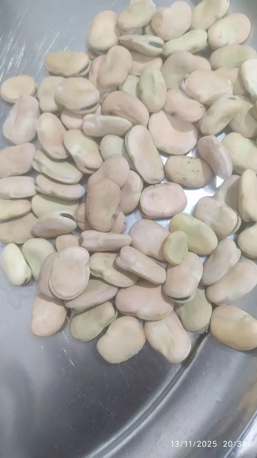 باقله درشت|عمدهفروشی|هرسین, |دیوار