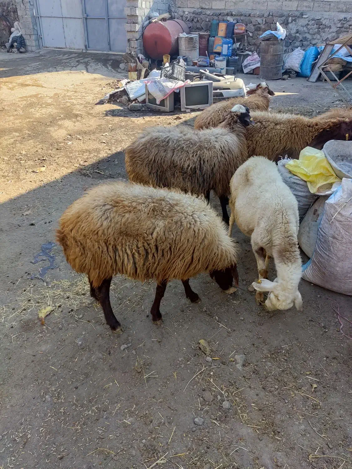 گوسفند|حیوانات مزرعه|ارشق, |دیوار