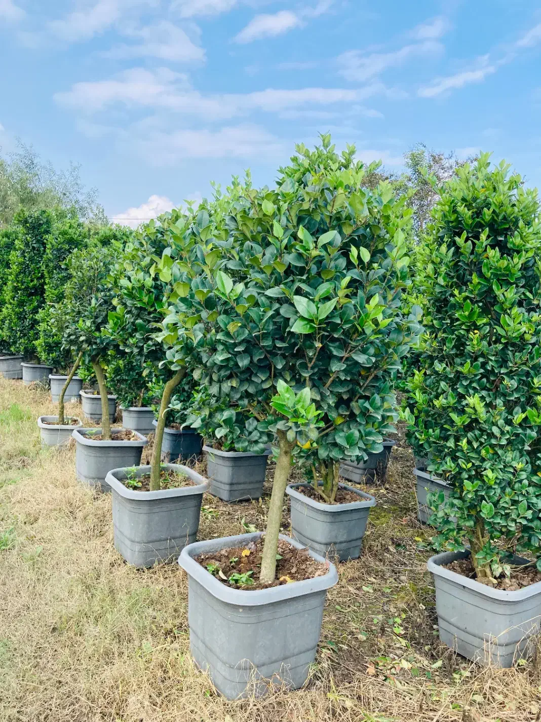 فروش گل و گیاه|گل و گیاه طبیعی|تنکابن, |دیوار