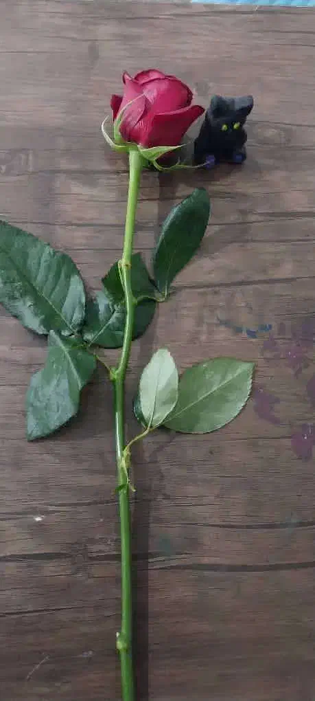 گل طبعی|گل و گیاه طبیعی|عنبرآباد, |دیوار