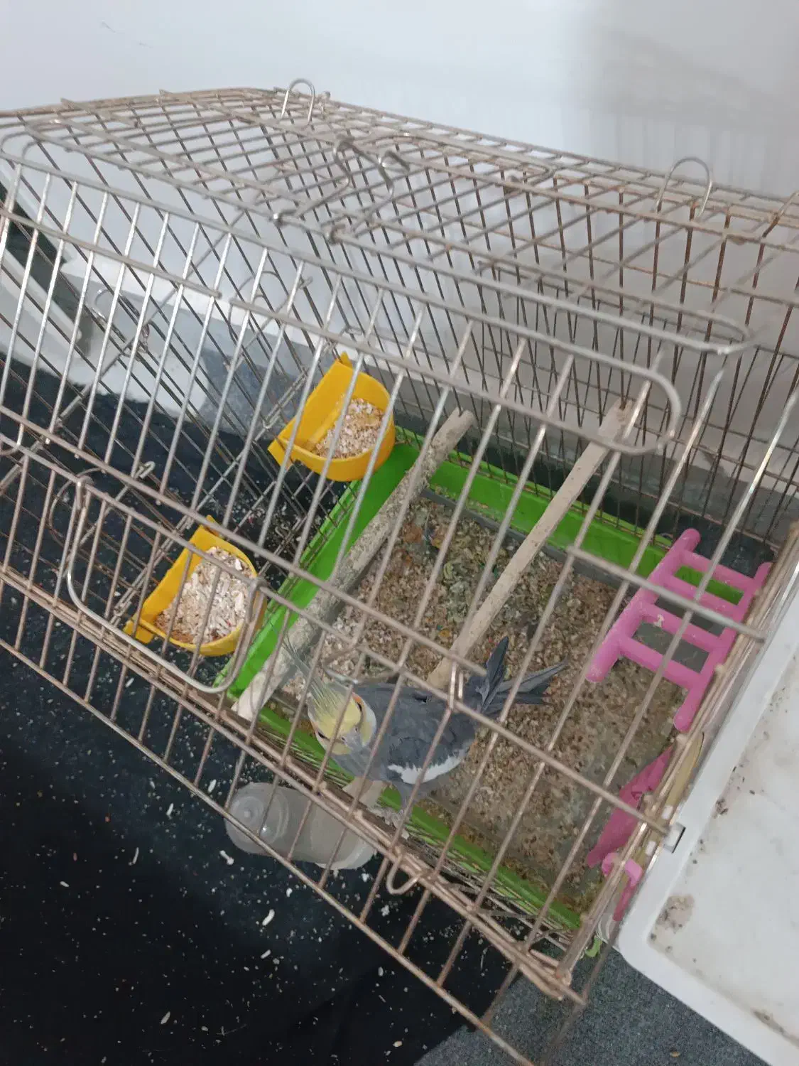 عروس هلندی تخمکرده اماده|پرنده|کاشان, ملا حبیبالله شریف|دیوار